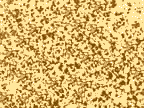 15x Micrograph of Zbor